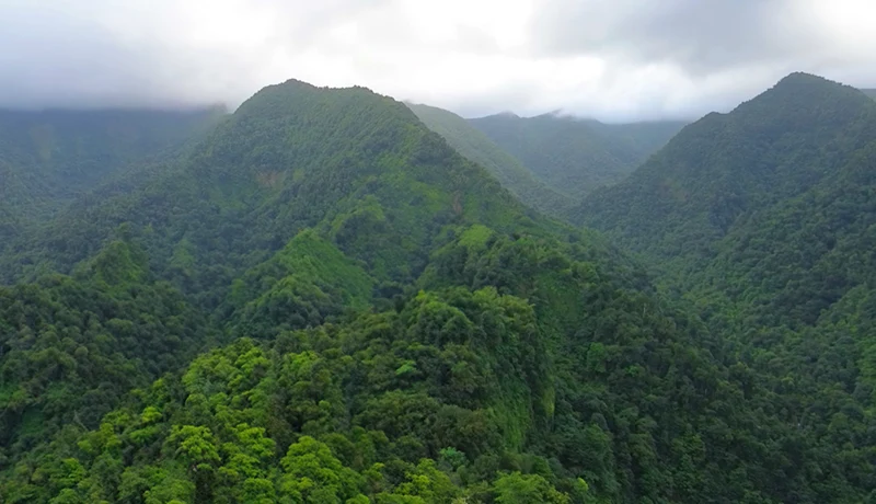 mountain rainforests in dominica