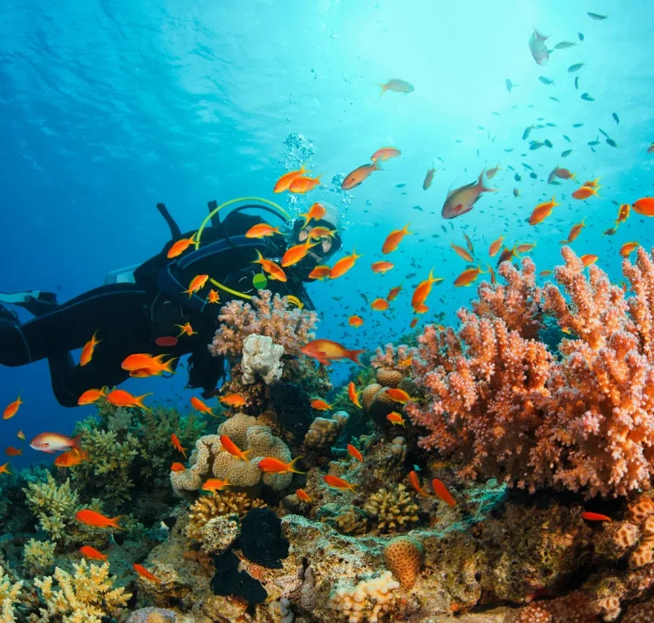 Diving in Dominica